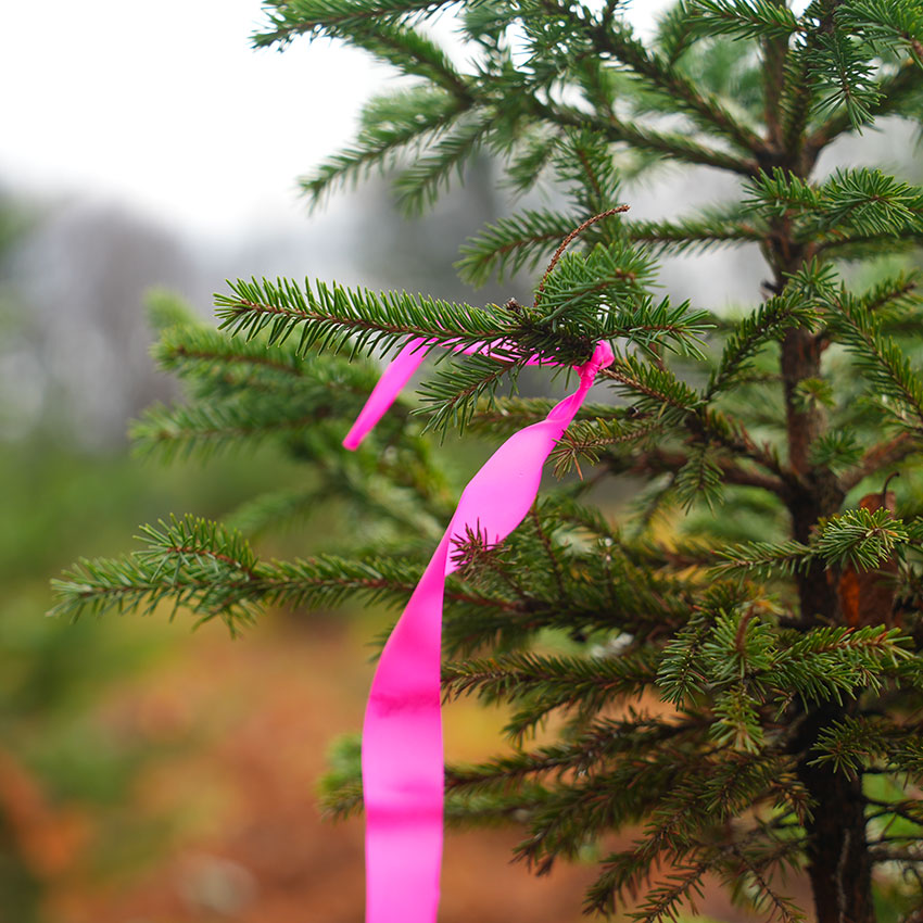 gfad groupe forestier plan d'épinette avec un ruban rose