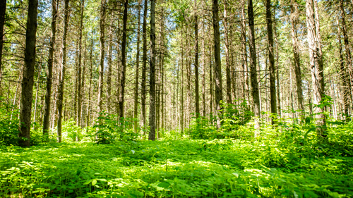 gfad groupe forestier service plan amenagement